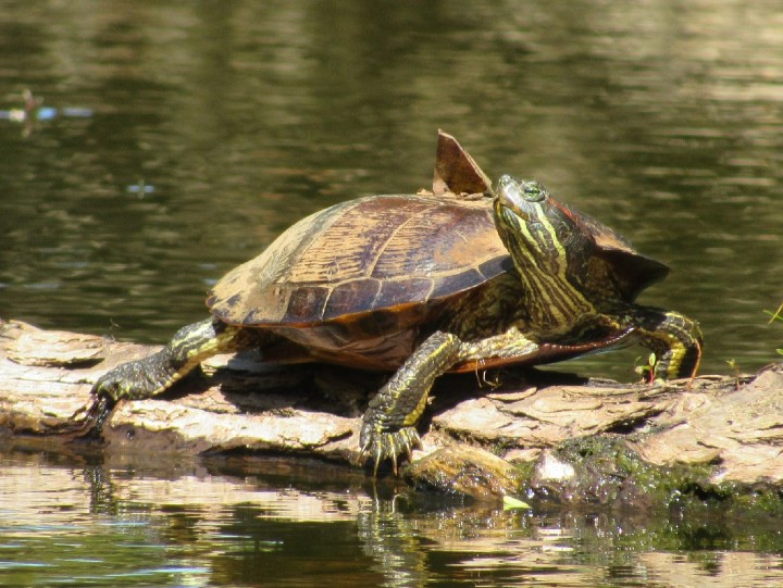 Red-ear Slider